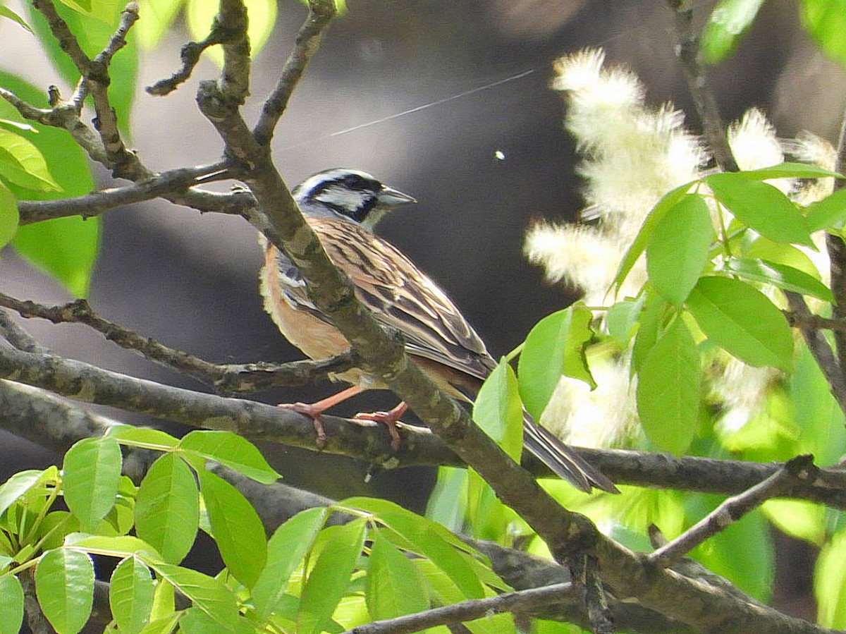 Rock Bunting - Ivan V