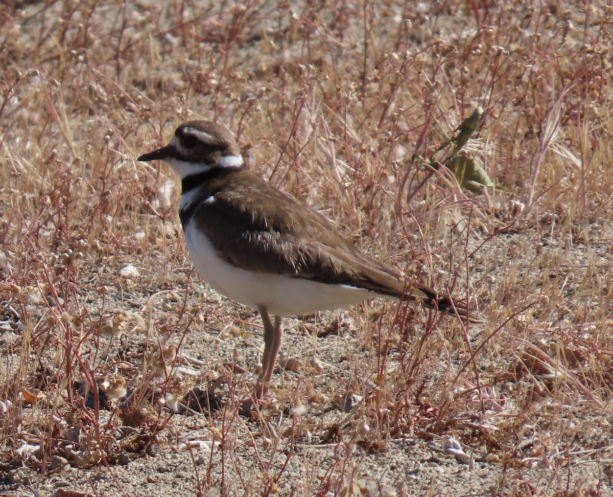 Killdeer - ML619393320