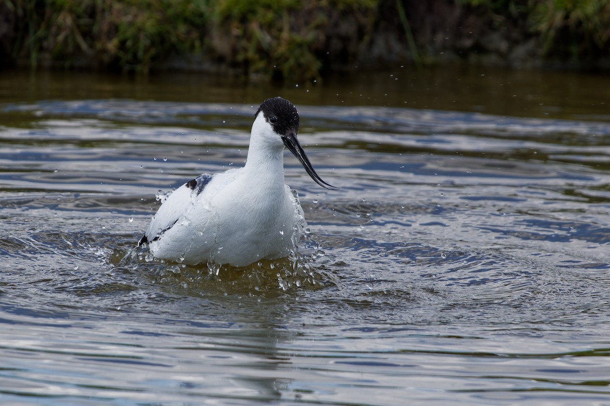 Pied Avocet - Jeffrey Leguit