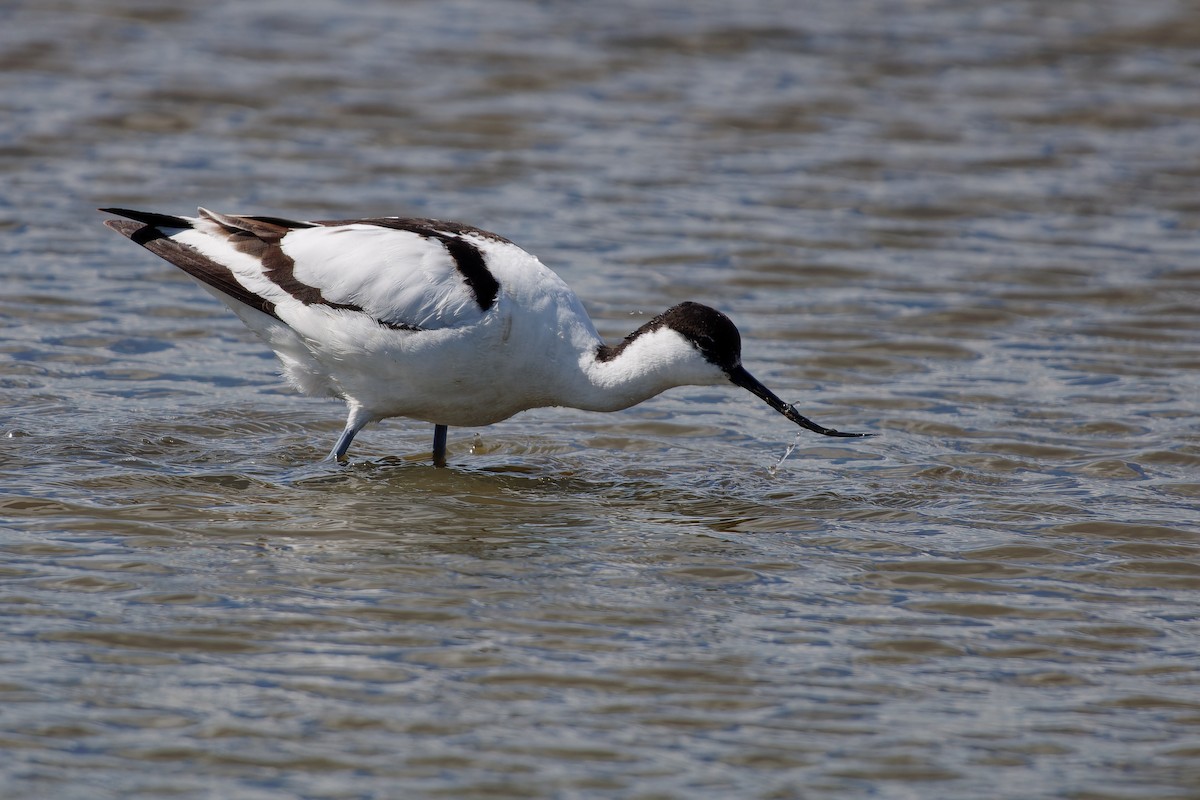 Pied Avocet - Jeffrey Leguit