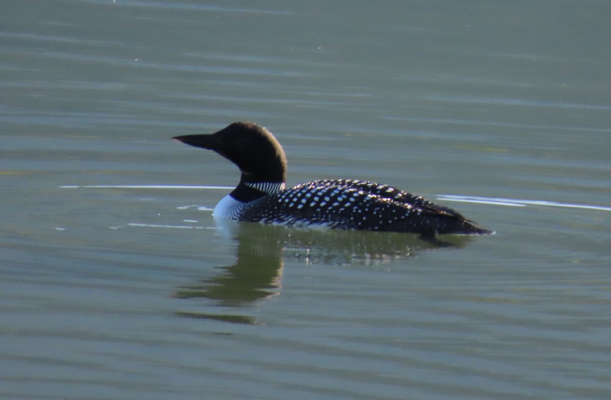 Common Loon - Barry Kinch