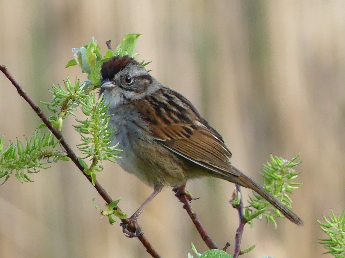 Swamp Sparrow - Christian grenier Krisskinou