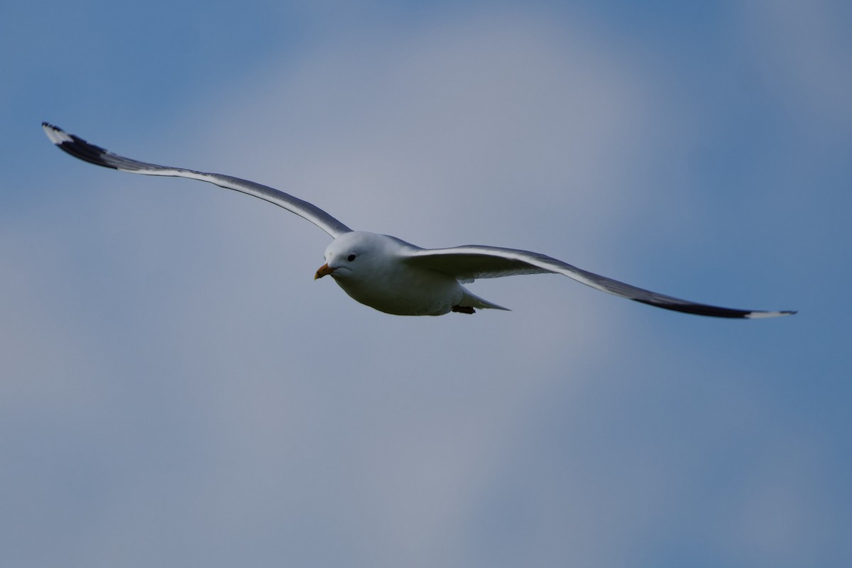 Common Gull - Jeffrey Leguit