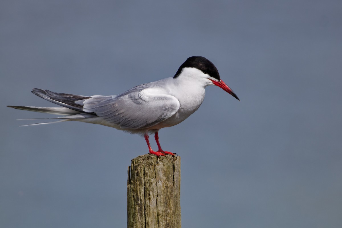 Common Tern - Jeffrey Leguit