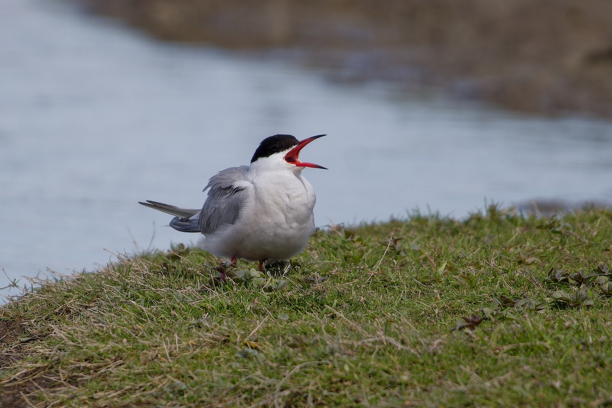 Common Tern - Jeffrey Leguit