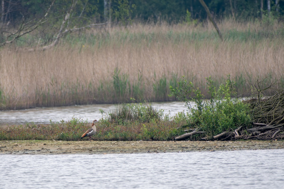 Egyptian Goose - Seb Lem