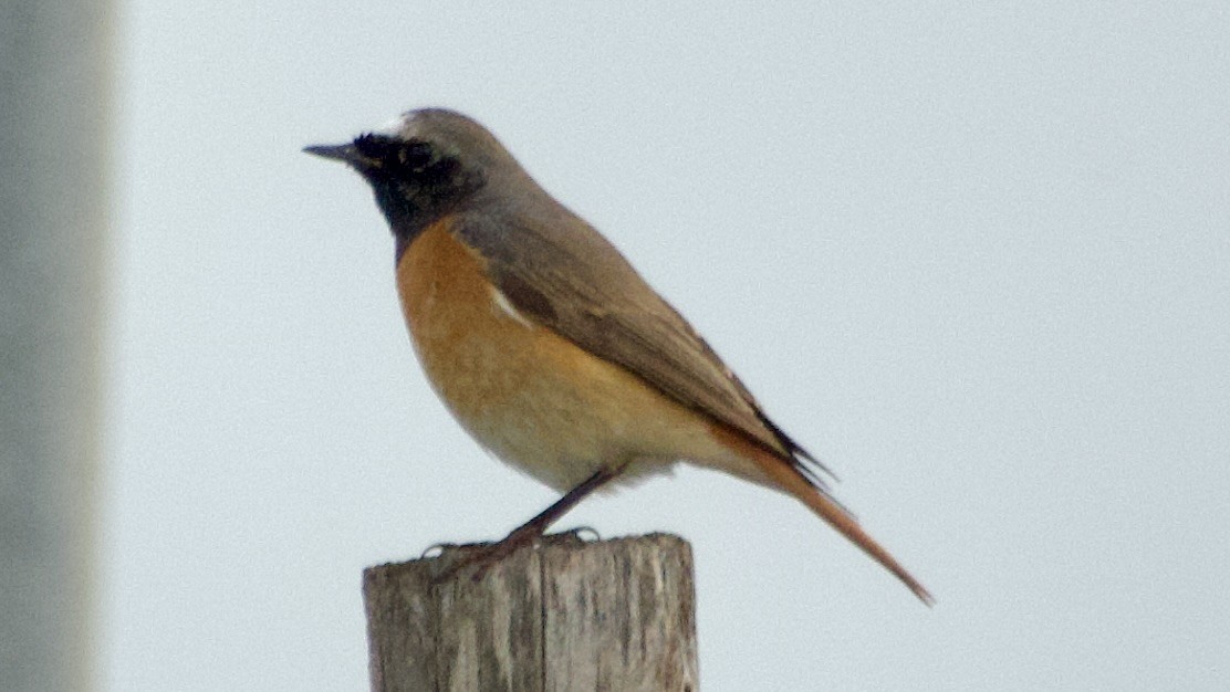 Common Redstart - Jan Ekkers