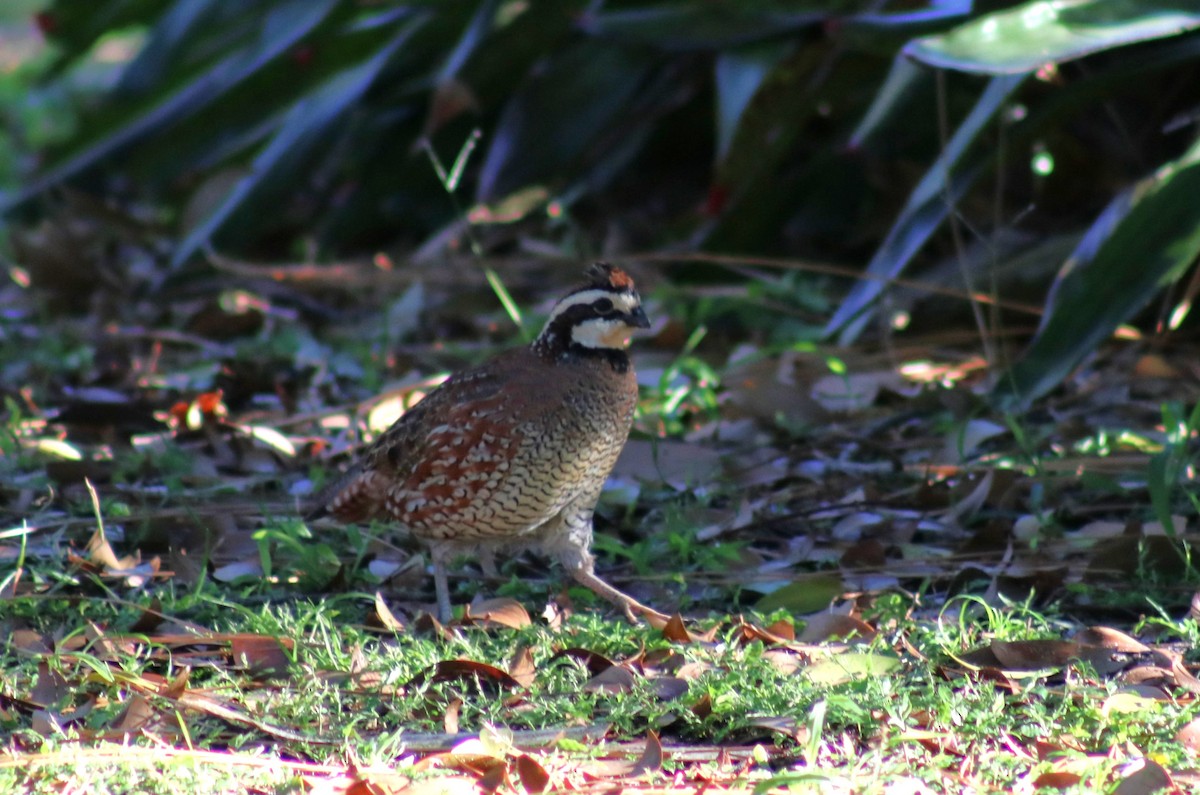 Northern Bobwhite - Elaine Grose