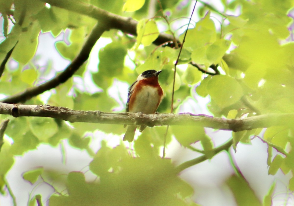 Bay-breasted Warbler - Nina Asunto