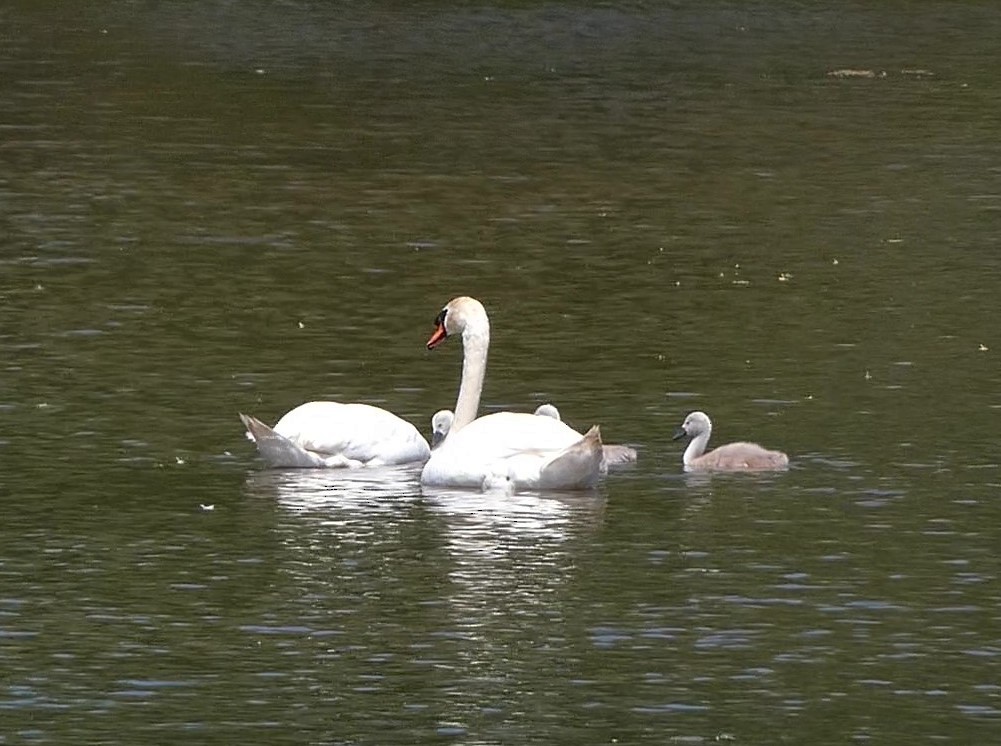 Mute Swan - Steph Foraker