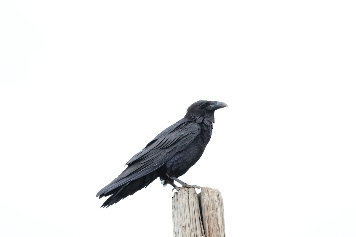Common Raven - Nik Byle