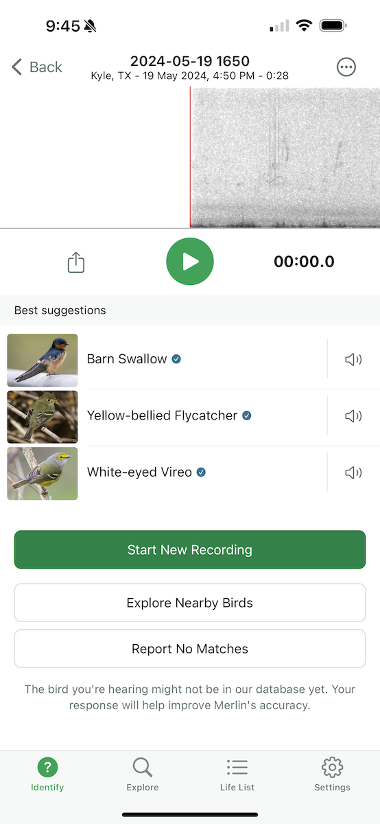Yellow-bellied Flycatcher - William Vancak