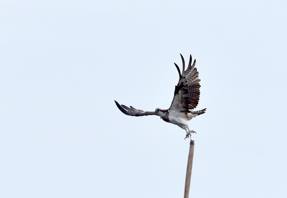 Balbuzard pêcheur - ML619393385