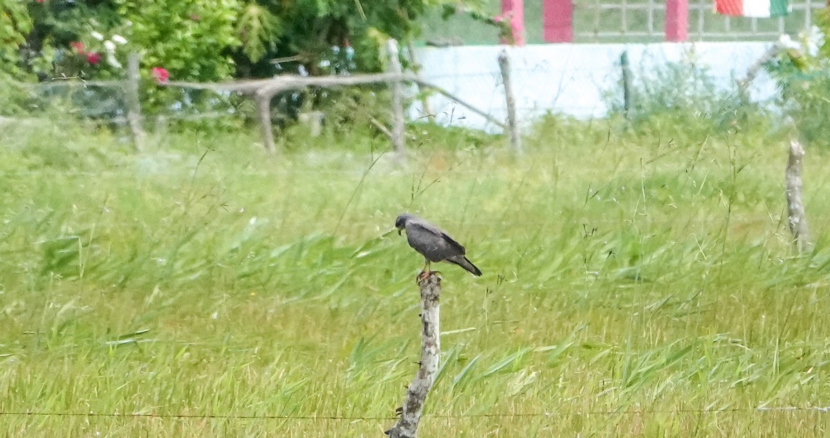 Snail Kite - Laura Voight