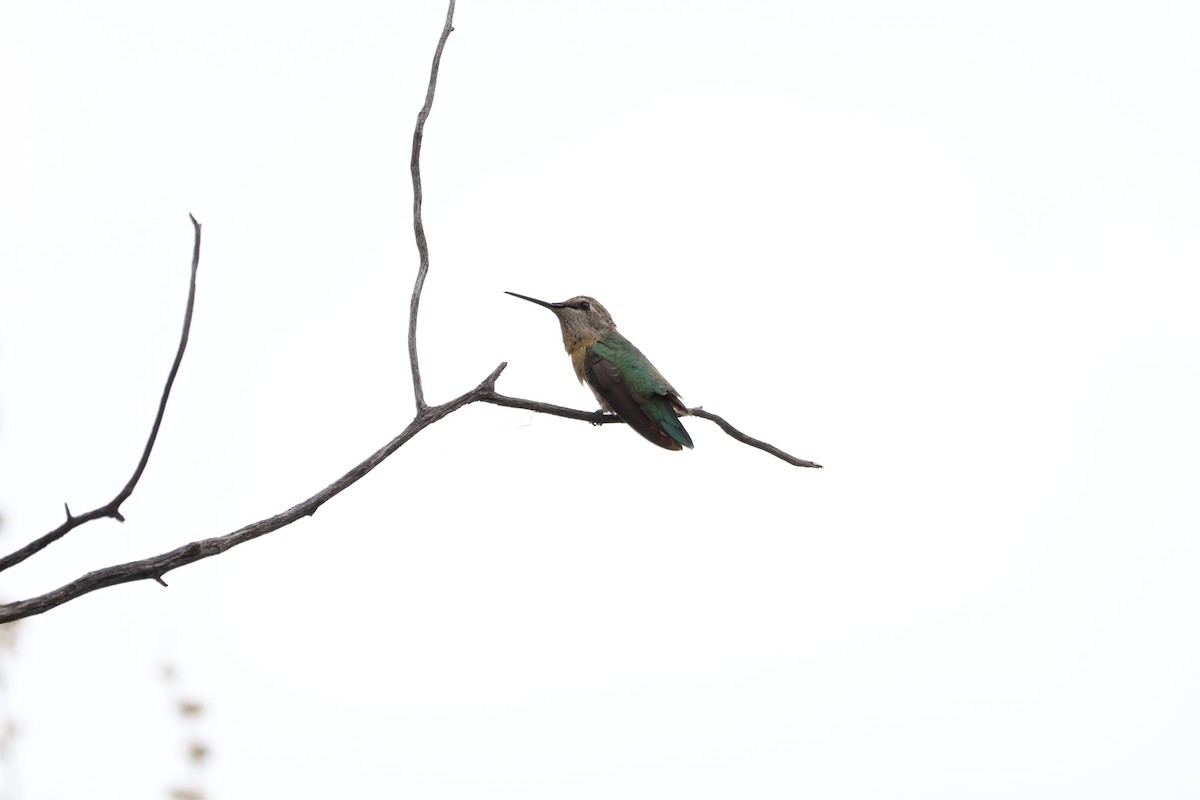 Broad-tailed Hummingbird - Nik Byle