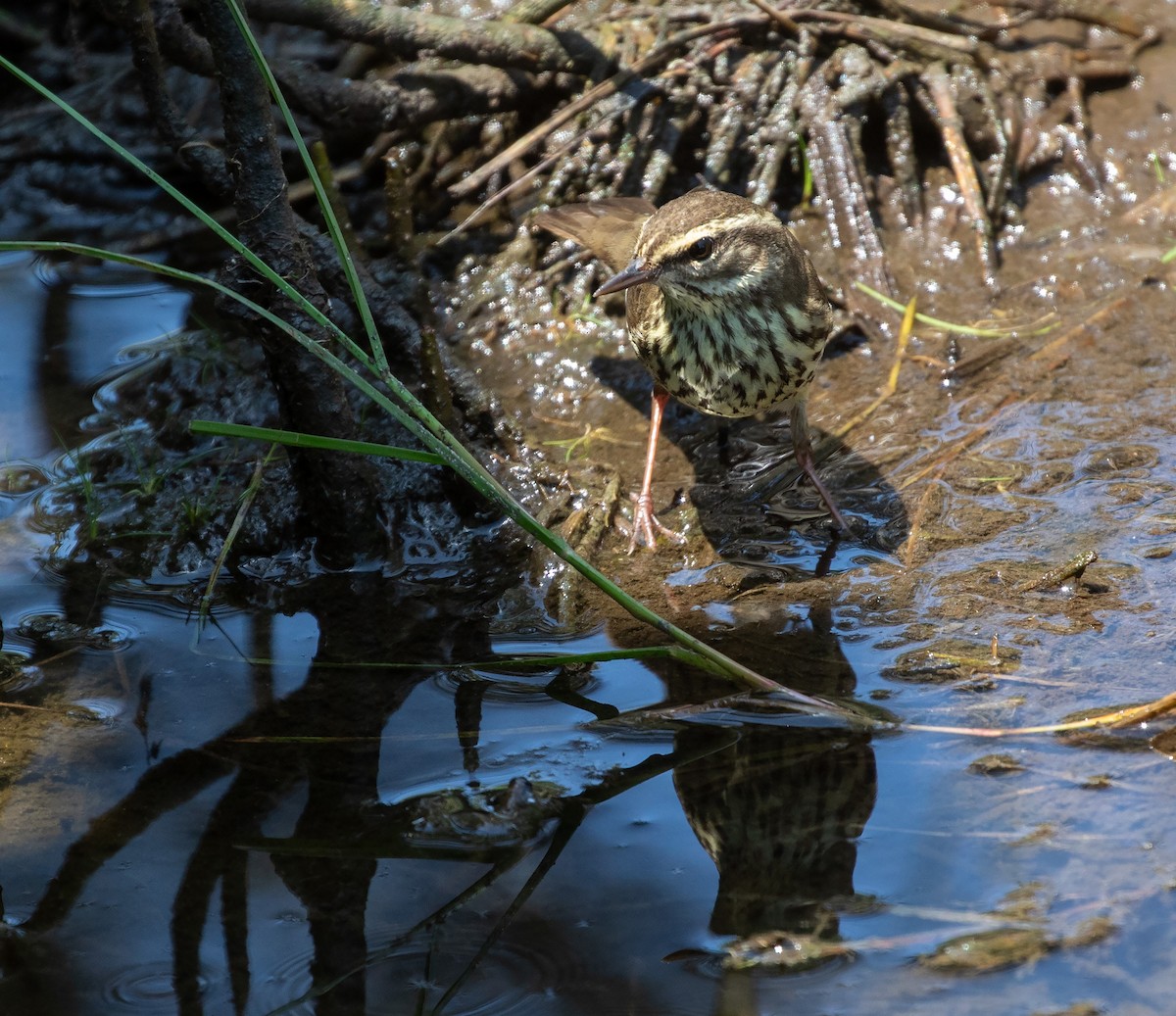 Northern Waterthrush - William Price