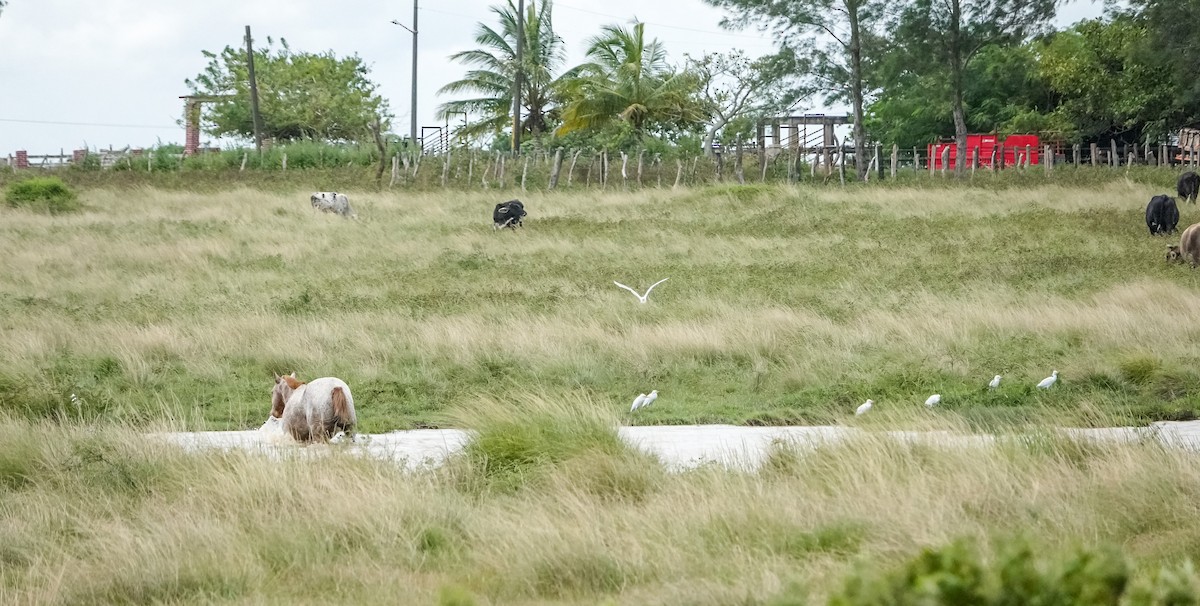 Western Cattle Egret - Laura Voight