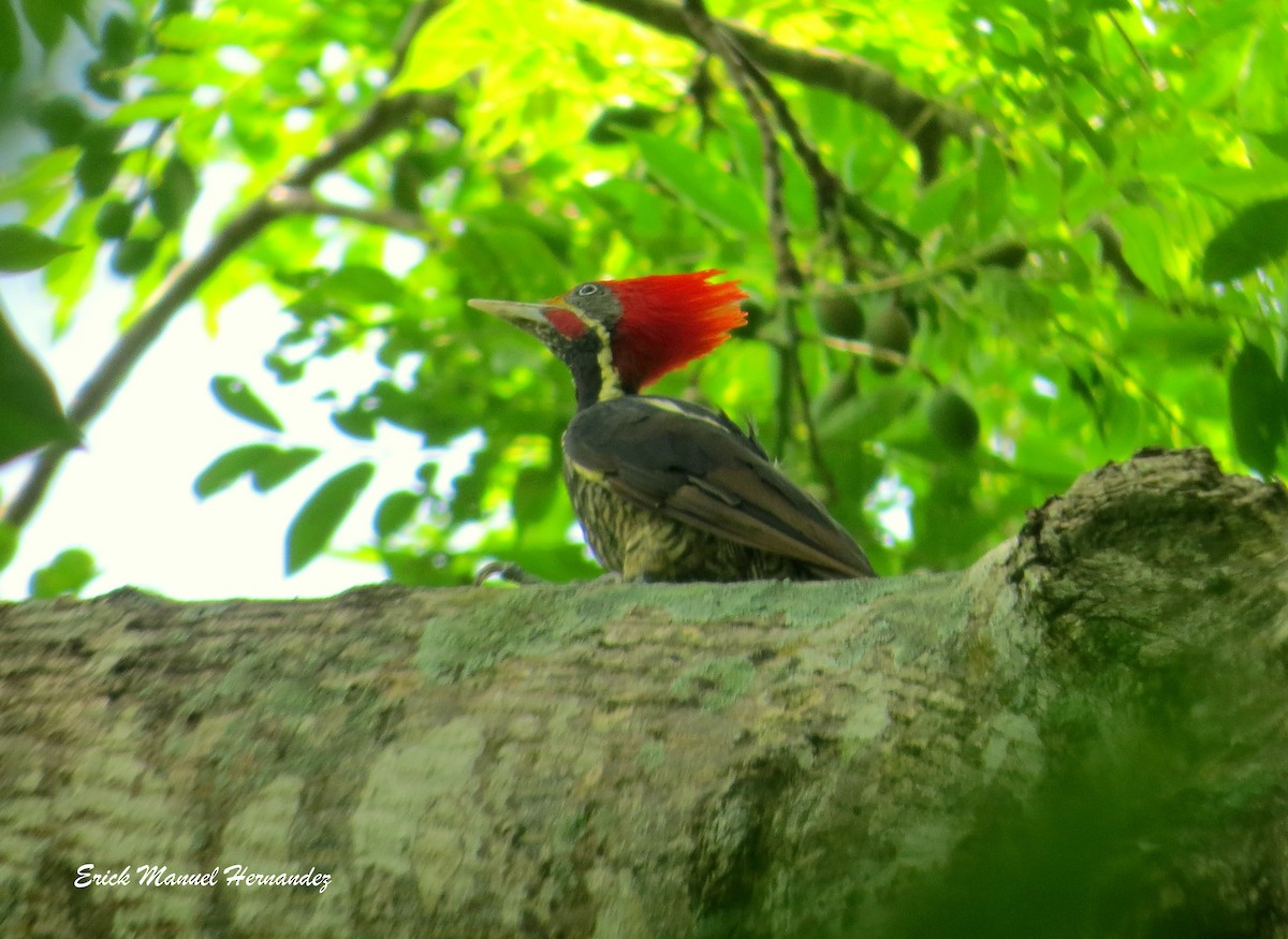 Lineated Woodpecker - ML61939341