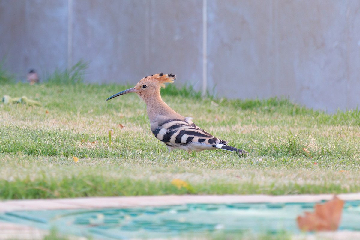 Eurasian Hoopoe - ML619393413