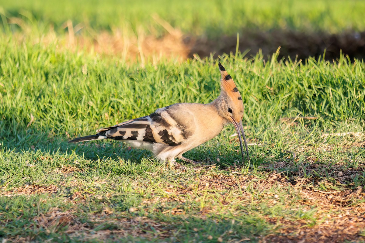 Eurasian Hoopoe - ML619393414