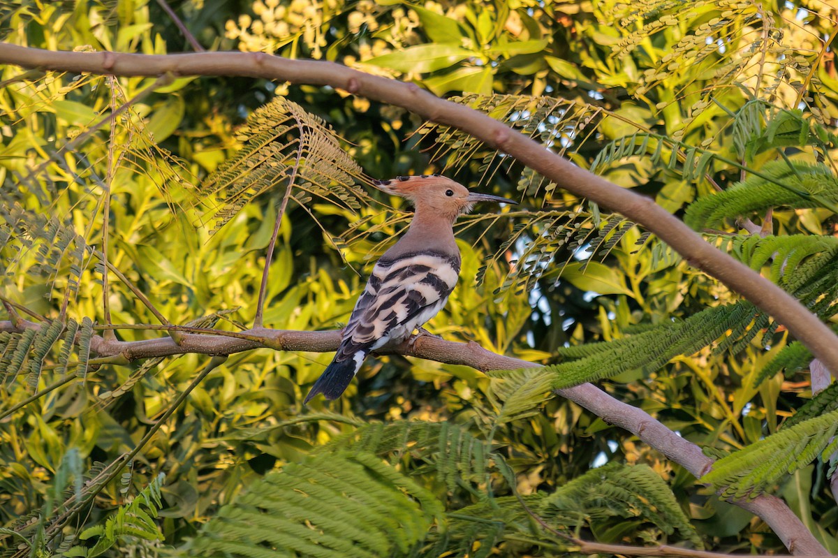 Eurasian Hoopoe - ML619393415