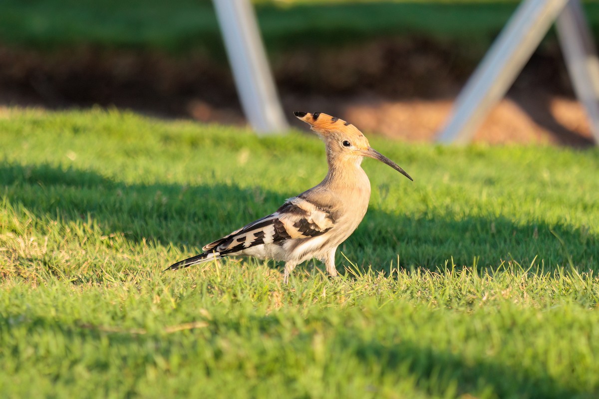 Eurasian Hoopoe - ML619393416