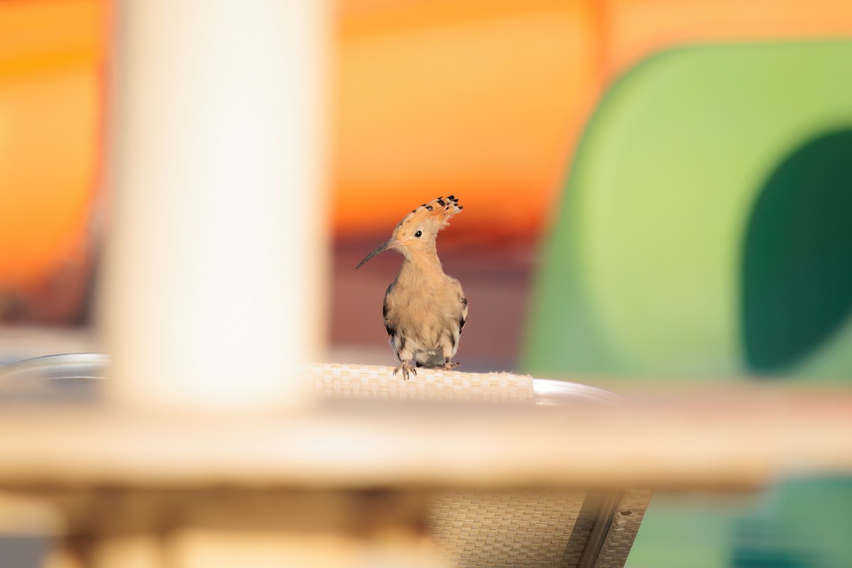 Eurasian Hoopoe - ML619393417