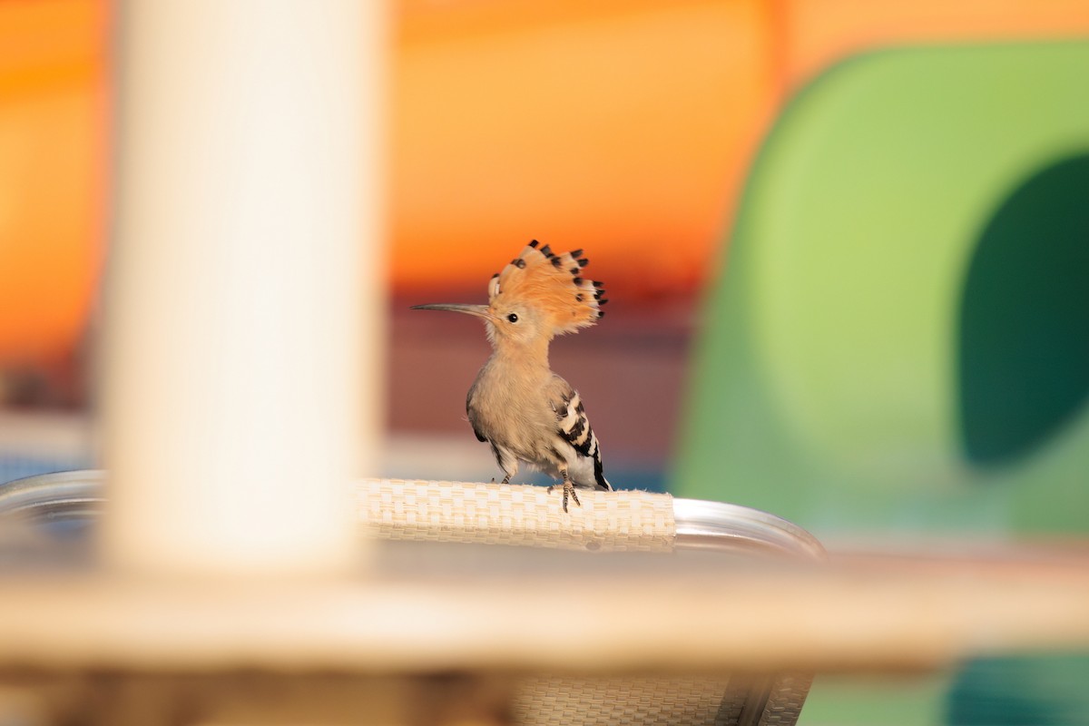 Eurasian Hoopoe - ML619393418