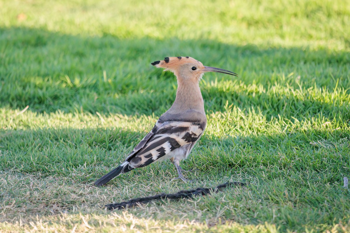 Eurasian Hoopoe - ML619393420