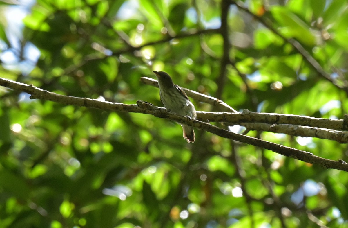 Thick-billed Flowerpecker - ML619393423