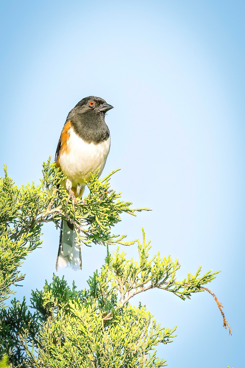 Eastern Towhee - Serena Hayden