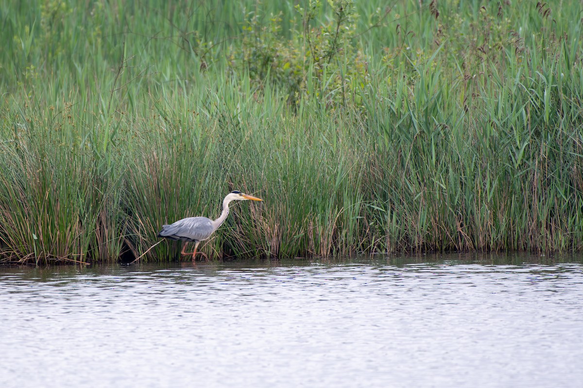 Gray Heron - Seb Lem