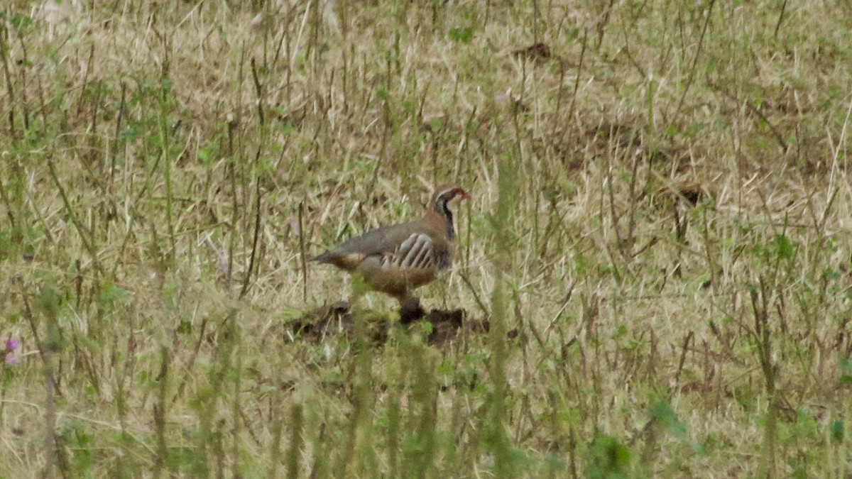 Red-legged Partridge - Jan Ekkers