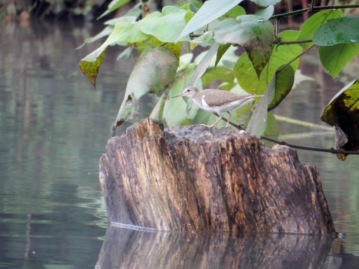 Common Sandpiper - Katie Dustman