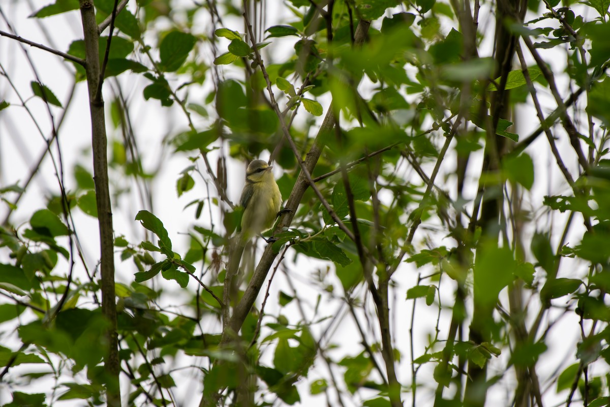 Eurasian Blue Tit - Anonymous