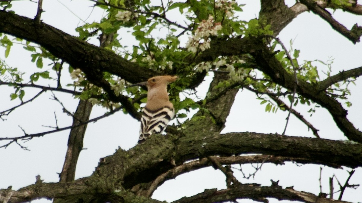 Eurasian Hoopoe - Jan Ekkers