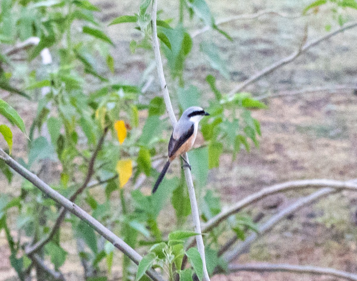 Long-tailed Shrike - Jagdish Jatiya