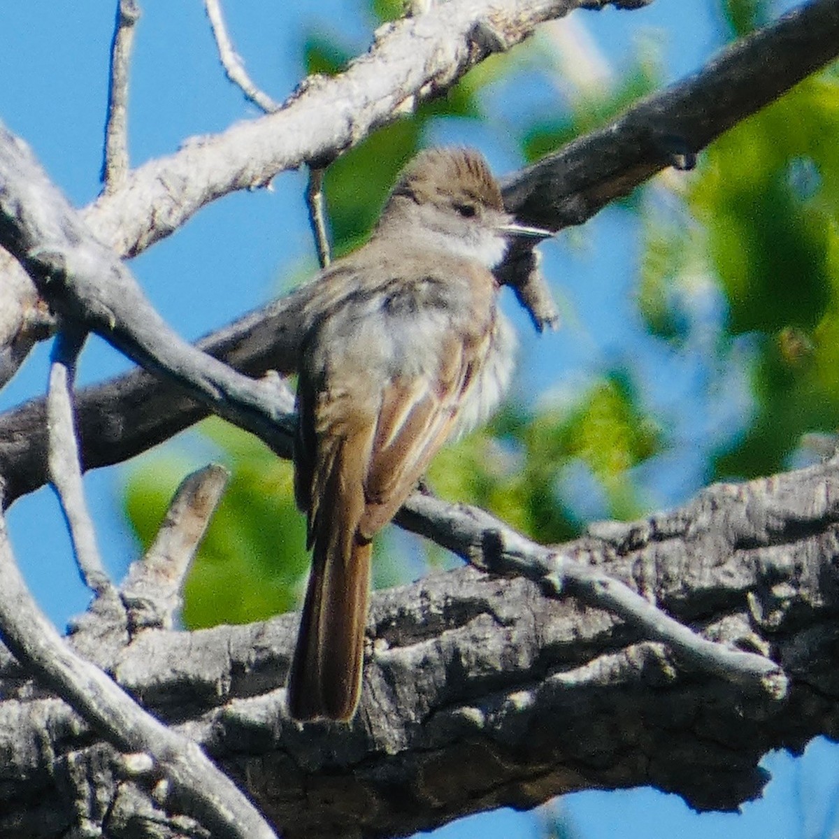 Ash-throated Flycatcher - Melissa Wetzig