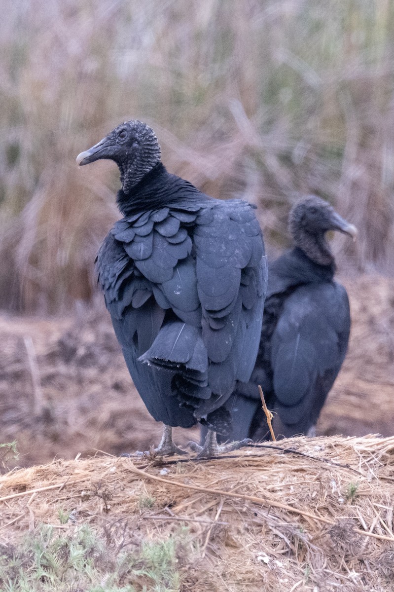 Black Vulture - Gerhard Josef Bauer