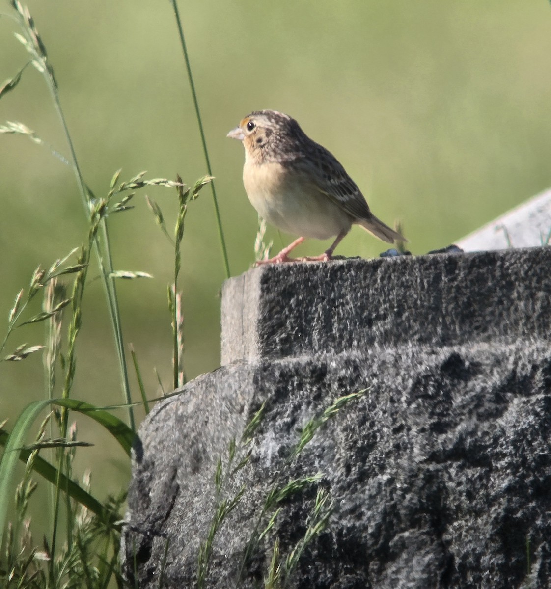 Grasshopper Sparrow - Donald Pendleton