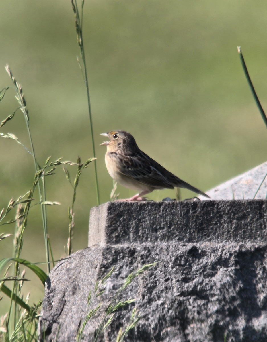 Grasshopper Sparrow - Donald Pendleton