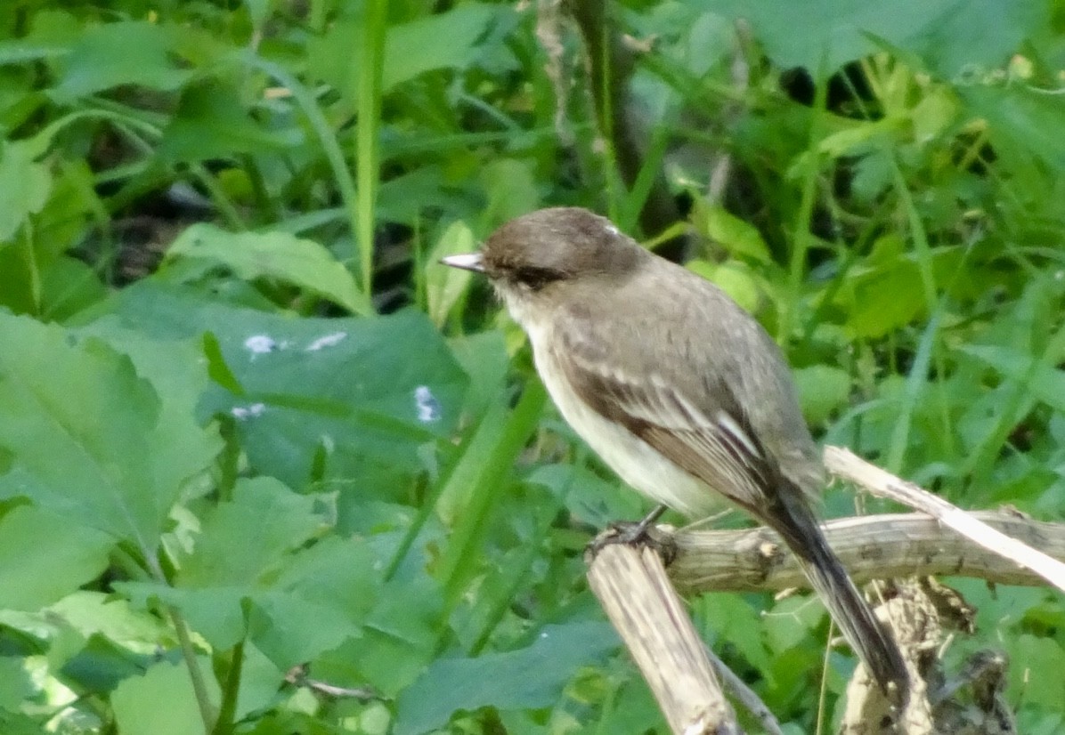 Eastern Phoebe - Dan Keener