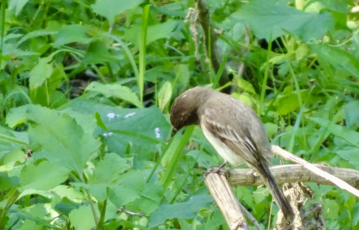 Eastern Phoebe - Dan Keener