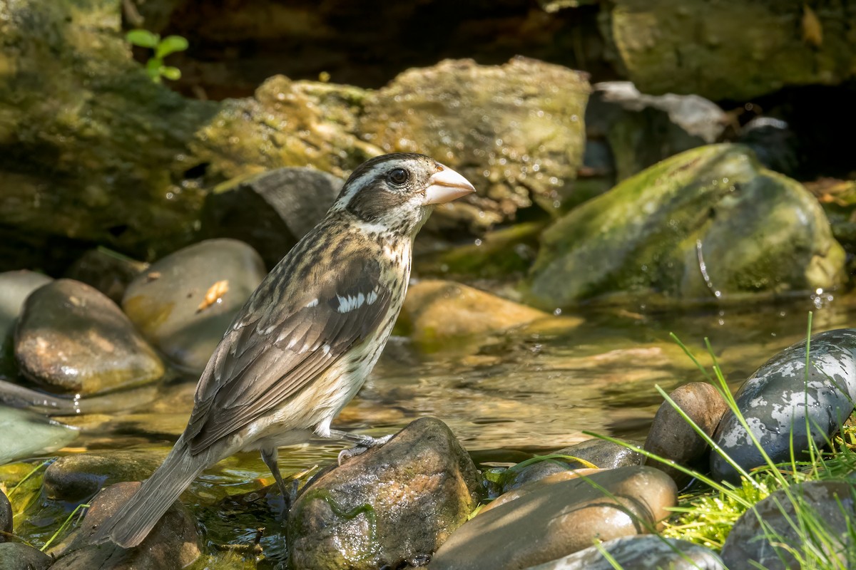 Rose-breasted Grosbeak - Ric mcarthur