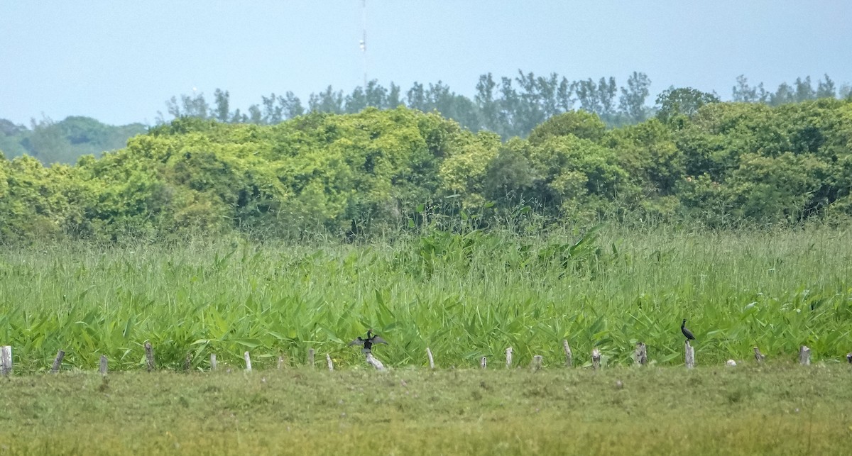 Neotropic Cormorant - Laura Voight