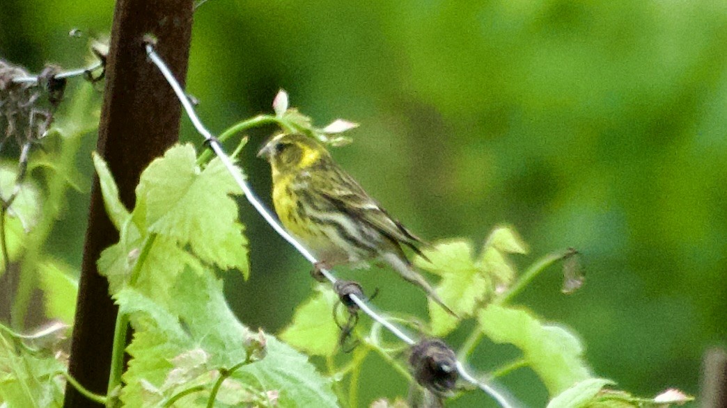 European Serin - Jan Ekkers