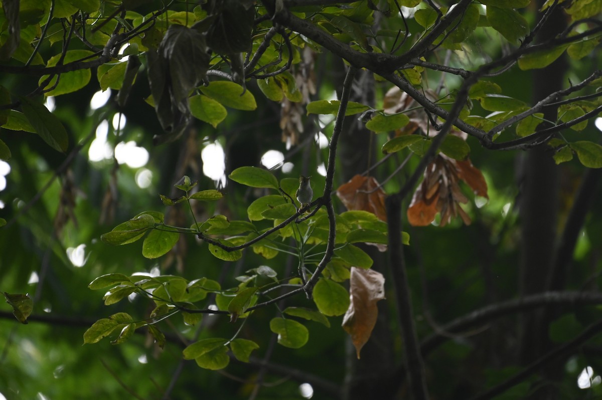 Yuhina Ventriblanca - ML619393524