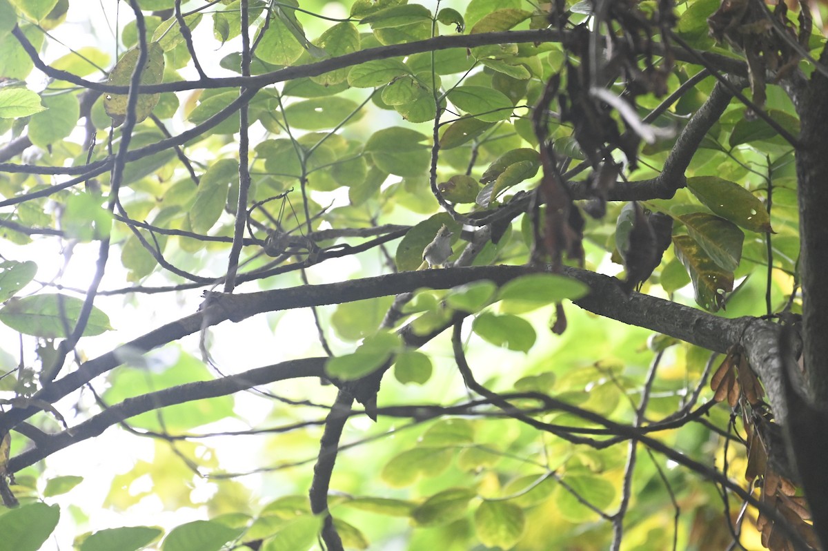 White-bellied Erpornis - Aryapratim Sarkhel