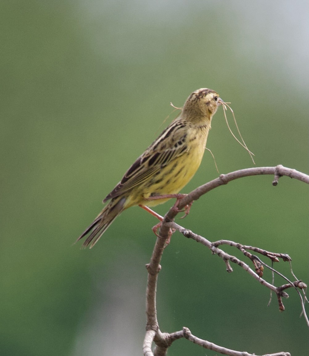 Bobolink - Douglas Baird