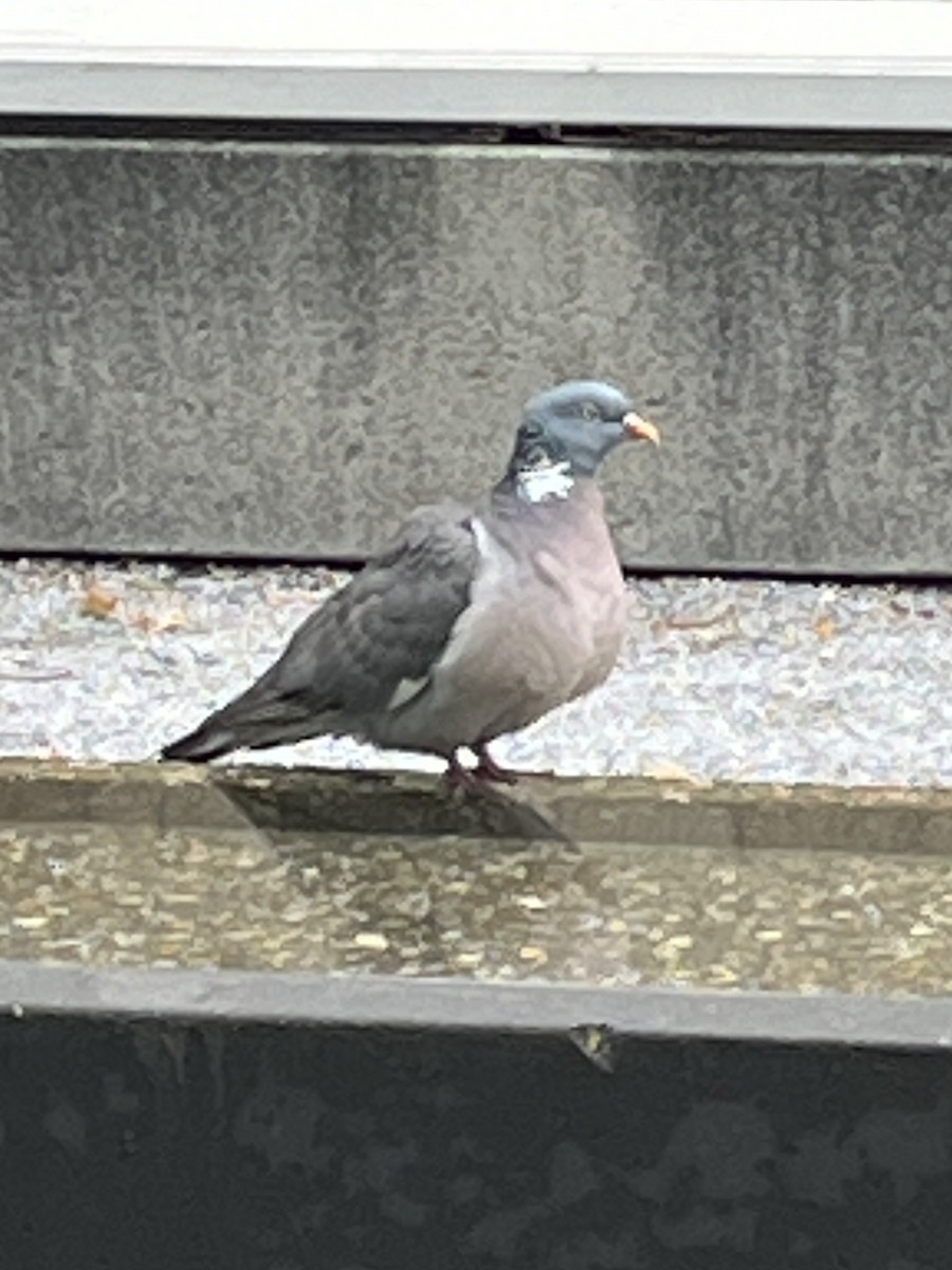 Common Wood-Pigeon - Patti Haynes